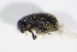  ( - GBOL_Col_FK_2071)  @12 [ ] CreativeCommons - Attribution Non-Commercial Share-Alike (2015) Unspecified SNSB, Zoologische Staatssammlung Muenchen