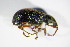  ( - GBOL_Col_FK_2081)  @13 [ ] CreativeCommons - Attribution Non-Commercial Share-Alike (2015) Unspecified SNSB, Zoologische Staatssammlung Muenchen