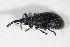  ( - GBOL_Col_FK_2095)  @12 [ ] CreativeCommons - Attribution Non-Commercial Share-Alike (2015) Unspecified SNSB, Zoologische Staatssammlung Muenchen