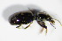  ( - GBOL_Col_FK_2123)  @12 [ ] CreativeCommons - Attribution Non-Commercial Share-Alike (2015) Unspecified SNSB, Zoologische Staatssammlung Muenchen