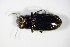  ( - GBOL_Col_FK_2134)  @13 [ ] CreativeCommons - Attribution Non-Commercial Share-Alike (2015) Unspecified SNSB, Zoologische Staatssammlung Muenchen