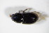  ( - GBOL_Col_FK_2145)  @12 [ ] CreativeCommons - Attribution Non-Commercial Share-Alike (2015) Unspecified SNSB, Zoologische Staatssammlung Muenchen