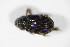  ( - GBOL_Col_FK_2146)  @12 [ ] CreativeCommons - Attribution Non-Commercial Share-Alike (2015) Unspecified SNSB, Zoologische Staatssammlung Muenchen