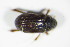  ( - GBOL_Col_FK_2147)  @12 [ ] CreativeCommons - Attribution Non-Commercial Share-Alike (2015) Unspecified SNSB, Zoologische Staatssammlung Muenchen