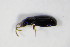  ( - GBOL_Col_FK_2179)  @12 [ ] CreativeCommons - Attribution Non-Commercial Share-Alike (2015) Unspecified SNSB, Zoologische Staatssammlung Muenchen