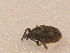 ( - GBOL_Col_FK_2495)  @12 [ ] CreativeCommons - Attribution Non-Commercial Share-Alike (2015) Unspecified SNSB, Zoologische Staatssammlung Muenchen