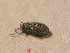  (Phyllobius roboretanus - GBOL_Col_FK_2512)  @14 [ ] CreativeCommons - Attribution Non-Commercial Share-Alike (2015) Unspecified SNSB, Zoologische Staatssammlung Muenchen