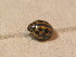  ( - GBOL_Col_FK_2524)  @12 [ ] CreativeCommons - Attribution Non-Commercial Share-Alike (2015) Unspecified SNSB, Zoologische Staatssammlung Muenchen