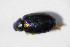  ( - GBOL_Col_FK_2567)  @12 [ ] CreativeCommons - Attribution Non-Commercial Share-Alike (2015) Unspecified SNSB, Zoologische Staatssammlung Muenchen
