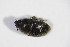  ( - GBOL_Col_FK_2574)  @11 [ ] CreativeCommons - Attribution Non-Commercial Share-Alike (2015) Unspecified SNSB, Zoologische Staatssammlung Muenchen