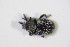  ( - GBOL_Col_FK_2589)  @13 [ ] CreativeCommons - Attribution Non-Commercial Share-Alike (2015) Unspecified SNSB, Zoologische Staatssammlung Muenchen
