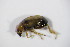  ( - GBOL_Col_FK_2596)  @13 [ ] CreativeCommons - Attribution Non-Commercial Share-Alike (2015) Unspecified SNSB, Zoologische Staatssammlung Muenchen