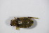  ( - GBOL_Col_FK_2597)  @13 [ ] CreativeCommons - Attribution Non-Commercial Share-Alike (2015) Unspecified SNSB, Zoologische Staatssammlung Muenchen