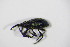  (Ceratapion - GBOL_Col_FK_2602)  @14 [ ] CreativeCommons - Attribution Non-Commercial Share-Alike (2015) Unspecified SNSB, Zoologische Staatssammlung Muenchen