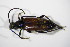  ( - GBOL_Col_FK_2605)  @12 [ ] CreativeCommons - Attribution Non-Commercial Share-Alike (2015) Unspecified SNSB, Zoologische Staatssammlung Muenchen