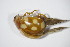  ( - GBOL_Col_FK_2620)  @11 [ ] CreativeCommons - Attribution Non-Commercial Share-Alike (2015) Unspecified SNSB, Zoologische Staatssammlung Muenchen