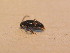  ( - GBOL_Col_FK_2665)  @12 [ ] CreativeCommons - Attribution Non-Commercial Share-Alike (2015) Unspecified SNSB, Zoologische Staatssammlung Muenchen
