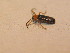  ( - GBOL_Col_FK_2673)  @12 [ ] CreativeCommons - Attribution Non-Commercial Share-Alike (2015) Unspecified SNSB, Zoologische Staatssammlung Muenchen