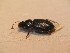  ( - GBOL_Col_FK_2677)  @11 [ ] CreativeCommons - Attribution Non-Commercial Share-Alike (2015) Unspecified SNSB, Zoologische Staatssammlung Muenchen