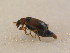  ( - GBOL_Col_FK_2727)  @13 [ ] CreativeCommons - Attribution Non-Commercial Share-Alike (2015) Unspecified SNSB, Zoologische Staatssammlung Muenchen