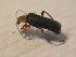  ( - GBOL_Col_FK_2729)  @11 [ ] CreativeCommons - Attribution Non-Commercial Share-Alike (2015) Unspecified SNSB, Zoologische Staatssammlung Muenchen