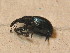  ( - GBOL_Col_FK_3491)  @12 [ ] CreativeCommons - Attribution Non-Commercial Share-Alike (2015) Unspecified SNSB, Zoologische Staatssammlung Muenchen