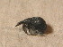  ( - GBOL_Col_FK_3525)  @12 [ ] CreativeCommons - Attribution Non-Commercial Share-Alike (2015) Unspecified SNSB, Zoologische Staatssammlung Muenchen
