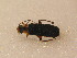  ( - GBOL_Col_FK_3559)  @11 [ ] CreativeCommons - Attribution Non-Commercial Share-Alike (2015) Unspecified SNSB, Zoologische Staatssammlung Muenchen