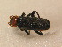  ( - GBOL_Col_FK_3560)  @13 [ ] CreativeCommons - Attribution Non-Commercial Share-Alike (2015) Unspecified SNSB, Zoologische Staatssammlung Muenchen
