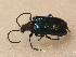  ( - GBOL_Col_FK_3567)  @13 [ ] CreativeCommons - Attribution Non-Commercial Share-Alike (2015) Unspecified SNSB, Zoologische Staatssammlung Muenchen