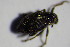  ( - GBOL_Col_FK_3626)  @12 [ ] CreativeCommons - Attribution Non-Commercial Share-Alike (2015) Unspecified SNSB, Zoologische Staatssammlung Muenchen