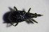  ( - GBOL_Col_FK_3632)  @11 [ ] CreativeCommons - Attribution Non-Commercial Share-Alike (2015) Unspecified SNSB, Zoologische Staatssammlung Muenchen