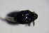  ( - GBOL_Col_FK_3666)  @12 [ ] CreativeCommons - Attribution Non-Commercial Share-Alike (2015) Unspecified SNSB, Zoologische Staatssammlung Muenchen