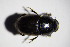  ( - GBOL_Col_FK_3696)  @11 [ ] CreativeCommons - Attribution Non-Commercial Share-Alike (2015) Unspecified SNSB, Zoologische Staatssammlung Muenchen
