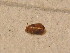  ( - GBOL_Col_FK_3836)  @12 [ ] CreativeCommons - Attribution Non-Commercial Share-Alike (2015) Unspecified SNSB, Zoologische Staatssammlung Muenchen