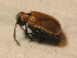  ( - GBOL_Col_FK_3888)  @12 [ ] CreativeCommons - Attribution Non-Commercial Share-Alike (2015) Unspecified SNSB, Zoologische Staatssammlung Muenchen