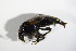  ( - GBOL_Col_FK_5718)  @12 [ ] CreativeCommons - Attribution Non-Commercial Share-Alike (2015) Unspecified SNSB, Zoologische Staatssammlung Muenchen