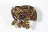  (Kyklioacalles - GBOL_Col_FK_5728)  @13 [ ] CreativeCommons - Attribution Non-Commercial Share-Alike (2015) Unspecified SNSB, Zoologische Staatssammlung Muenchen