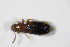  ( - GBOL_Col_FK_5737)  @11 [ ] CreativeCommons - Attribution Non-Commercial Share-Alike (2015) Unspecified SNSB, Zoologische Staatssammlung Muenchen
