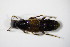 ( - GBOL_Col_FK_5739)  @11 [ ] CreativeCommons - Attribution Non-Commercial Share-Alike (2015) Unspecified SNSB, Zoologische Staatssammlung Muenchen