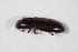  ( - GBOL_Col_FK_5748)  @11 [ ] CreativeCommons - Attribution Non-Commercial Share-Alike (2015) Unspecified SNSB, Zoologische Staatssammlung Muenchen