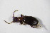  ( - GBOL_Col_FK_5761)  @12 [ ] CreativeCommons - Attribution Non-Commercial Share-Alike (2015) Unspecified SNSB, Zoologische Staatssammlung Muenchen