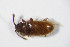  ( - GBOL_Col_FK_5774)  @11 [ ] CreativeCommons - Attribution Non-Commercial Share-Alike (2015) Unspecified SNSB, Zoologische Staatssammlung Muenchen