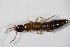  ( - GBOL_Col_FK_5777)  @11 [ ] CreativeCommons - Attribution Non-Commercial Share-Alike (2015) Unspecified SNSB, Zoologische Staatssammlung Muenchen