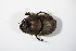  ( - GBOL_Col_FK_5782)  @13 [ ] CreativeCommons - Attribution Non-Commercial Share-Alike (2015) Unspecified SNSB, Zoologische Staatssammlung Muenchen