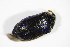  ( - GBOL_Col_FK_5901)  @12 [ ] CreativeCommons - Attribution Non-Commercial Share-Alike (2015) Unspecified SNSB, Zoologische Staatssammlung Muenchen
