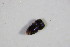  ( - GBOL_Col_FK_5940)  @11 [ ] CreativeCommons - Attribution Non-Commercial Share-Alike (2015) Unspecified SNSB, Zoologische Staatssammlung Muenchen