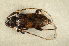  ( - GBOL00033)  @11 [ ] CreativeCommons - Attribution Non-Commercial Share-Alike (2015) Unspecified SNSB, Zoologische Staatssammlung Muenchen