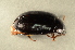  (Platydema violacea - GBOL00041)  @14 [ ] CreativeCommons - Attribution Non-Commercial Share-Alike (2015) Unspecified SNSB, Zoologische Staatssammlung Muenchen