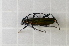  ( - GBOL00057)  @13 [ ] CreativeCommons - Attribution Non-Commercial Share-Alike (2015) Unspecified SNSB, Zoologische Staatssammlung Muenchen